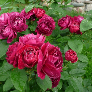 Fina velika vijolično rdeča,beli listni robovi - Hybrid Perpetual vrtnice